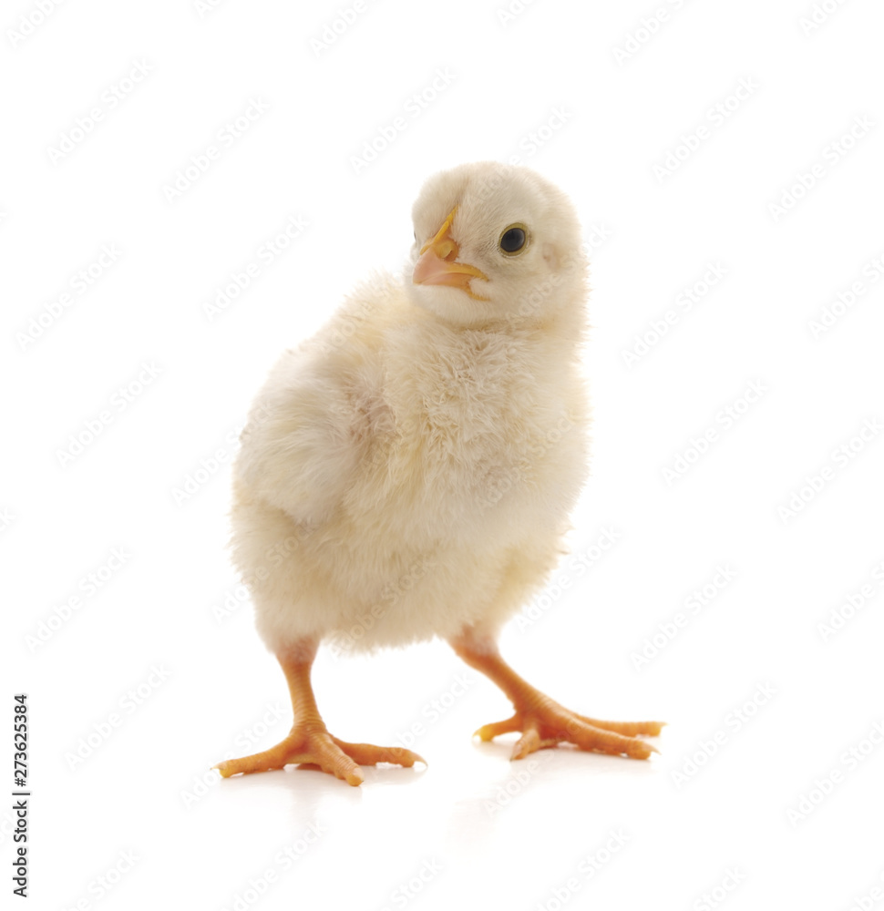 Obraz premium Small white chicken.