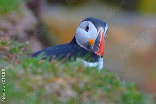 Puffin (Fratercula arctica), portrait, Latrabjarg, Westfjords, Westfirdir, Iceland, Europe photo