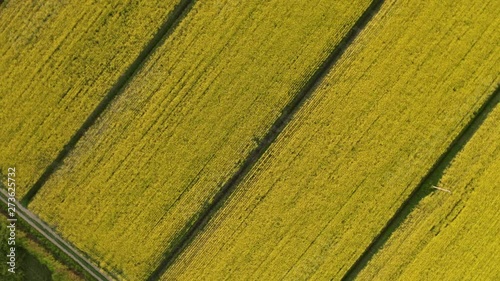 Wallpaper Mural Drone view of rapeseed fields Torontodigital.ca