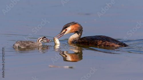 Great crested grebe (Podiceps cristatus), old bird feeds chicks with captured fish in water, Bavaria, Germany, Europe