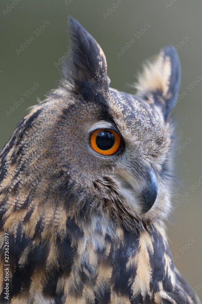 Eurasian eagle-owl (Bubo bubo), animal portrait, Sumava National Park, Bohemian Forest, Czech Republic, Europe