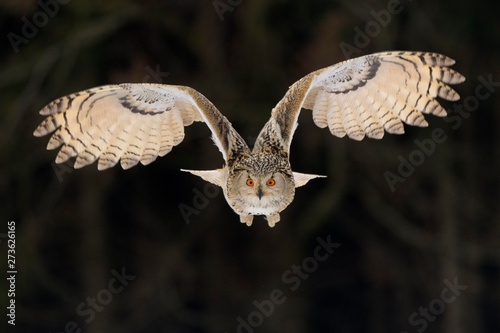 Siberian eagle owl flying outdoors photo
