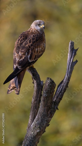 Red kite (Milvus milvus)), sitting on a tree covered with lichen, Black Forest, Baden-Wurttemberg, Germany, Europe photo