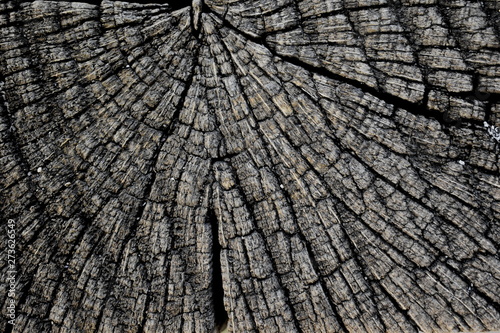 Background Tree Texture wood 