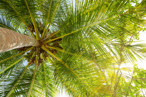 Palmen bei Sonnenschein von unten fotografiert