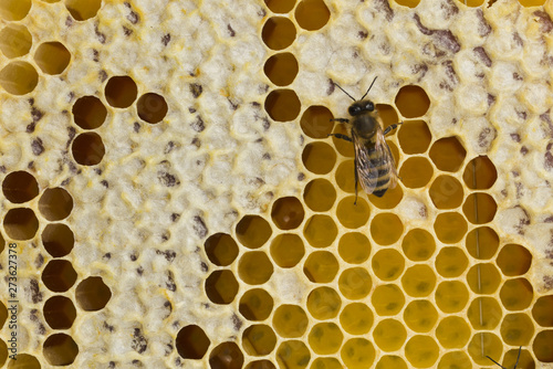 Top view honeycomb and a bee