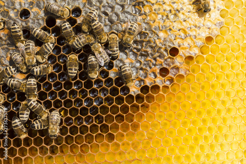 Honeycomb with bees