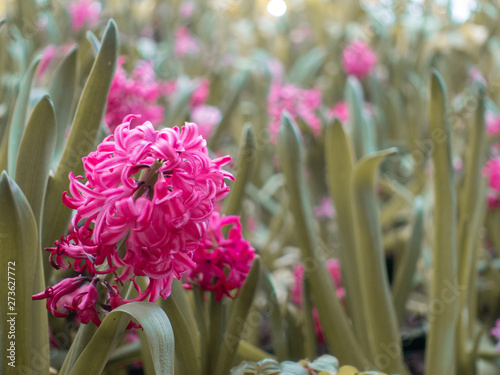 Flowers exhibition at Ptt Herb Garden, Rayong, Thailand photo