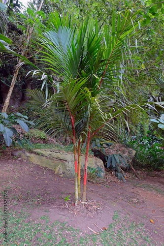 Red sealing wax palm or lipstick palm (Cyrtostachys Renda), Mahe Island, Seychelles, Africa photo