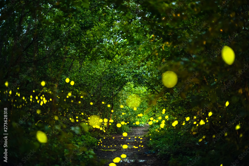 Firefly flying at night in the forest