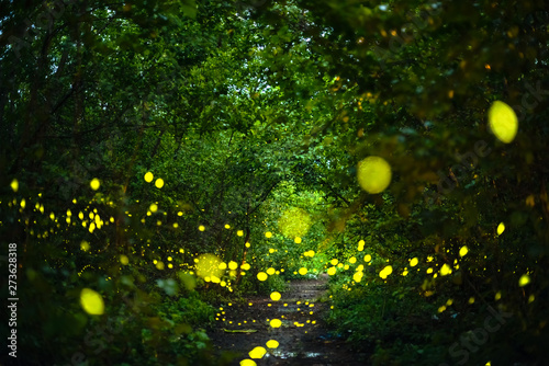 Obraz na płótnie Firefly flying at night in the forest w salonie