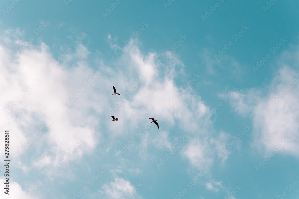 Fototapeta premium Sky with clouds and birds