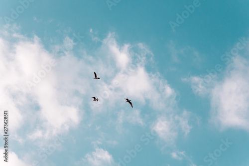 Sky with clouds and birds