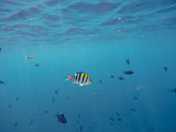 viele Fische (Indopazifik Sergeant) schwimmen im Riff	