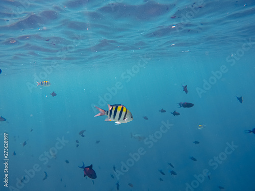 viele Fische (Indopazifik Sergeant) schwimmen im Riff  © Robert Leßmann