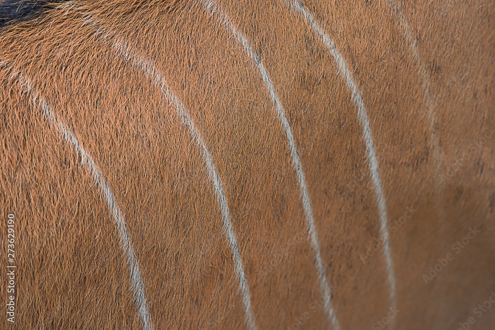 Beautiful pattern of deer skin for Background. Deer fur texture, Skin pattern. Abstract of animal brown hair-Image Beautiful pattern of deer skin for Background. Deer fur texture, Skin pattern. Abstract of animal brown hair-Image