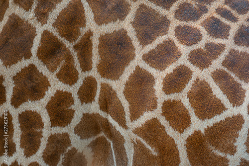 Beautiful pattern of giraffe skin for Background.
