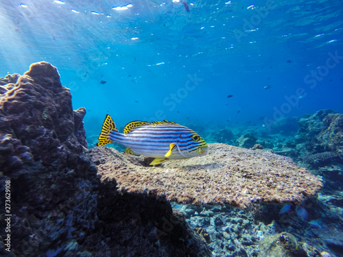 ein Fische (Orientalische Süßlippe) schwimmt im Riff auf den Malediven photo