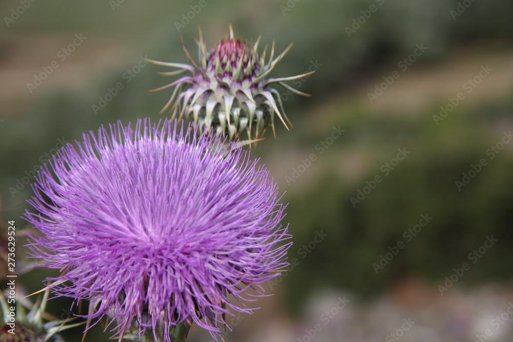 Pink artichoke thistle flower with green stems Pink artichoke thistle flower with green stems