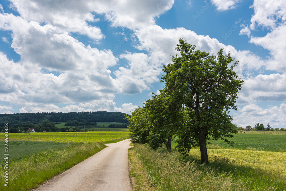 Green field with agriculture meadow and blue sky. Panoramic view to grass on the hill on sunny spring day. Agricultural crops are watching there. Blue sky, beautiful warm day. Green field with agriculture meadow and blue sky. Panoramic view to grass on the hill on sunny spring day. Agricultural crops are watching there. Blue sky, beautiful warm day.