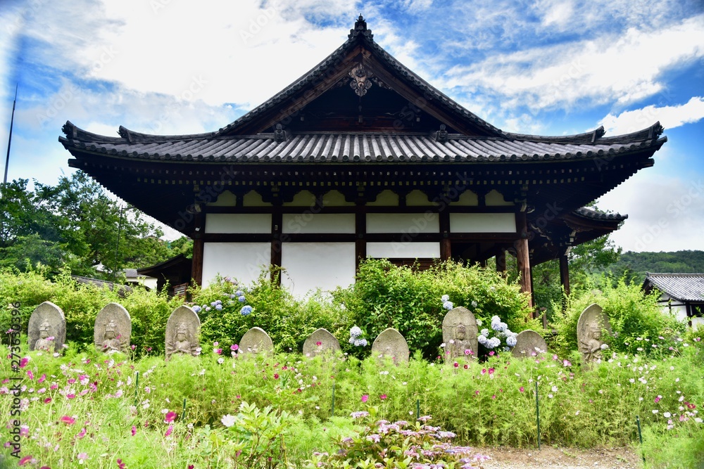 同時に咲く日本の寺のアジサイとコスモス