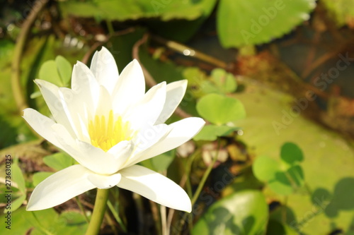 closeup on water lily  Nymphaeaceae flower.