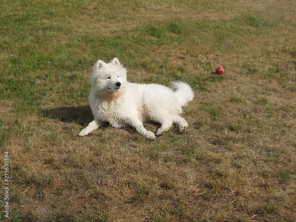 Obraz premium A Samoyed dog walks the streets