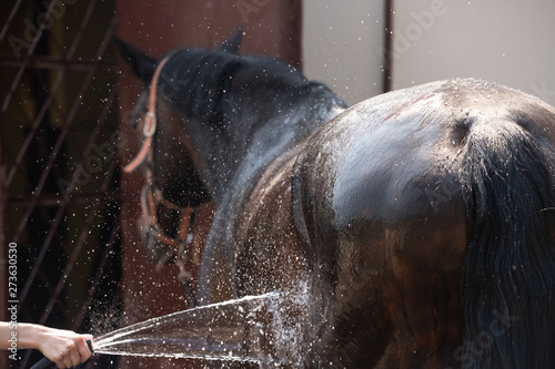 young girl washing down a horse with a hose and kissing it