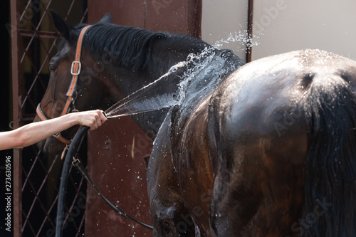 young girl washing down a horse with a hose and kissing it