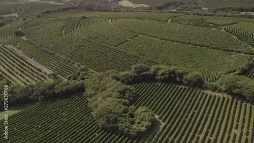 coffe farms aerial drone footage photo