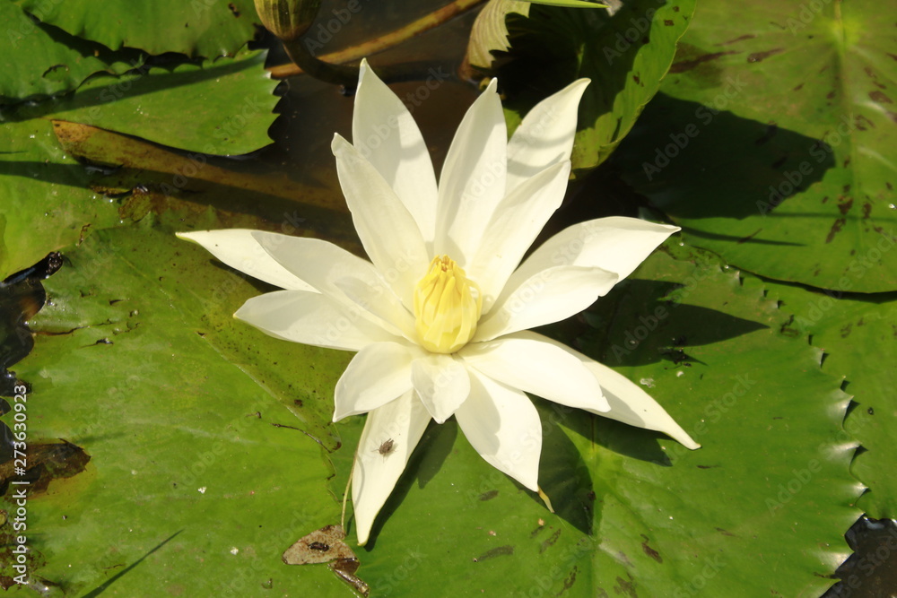 closeup on water lily (Nymphaeaceae)flower. closeup on water lily (Nymphaeaceae)flower.