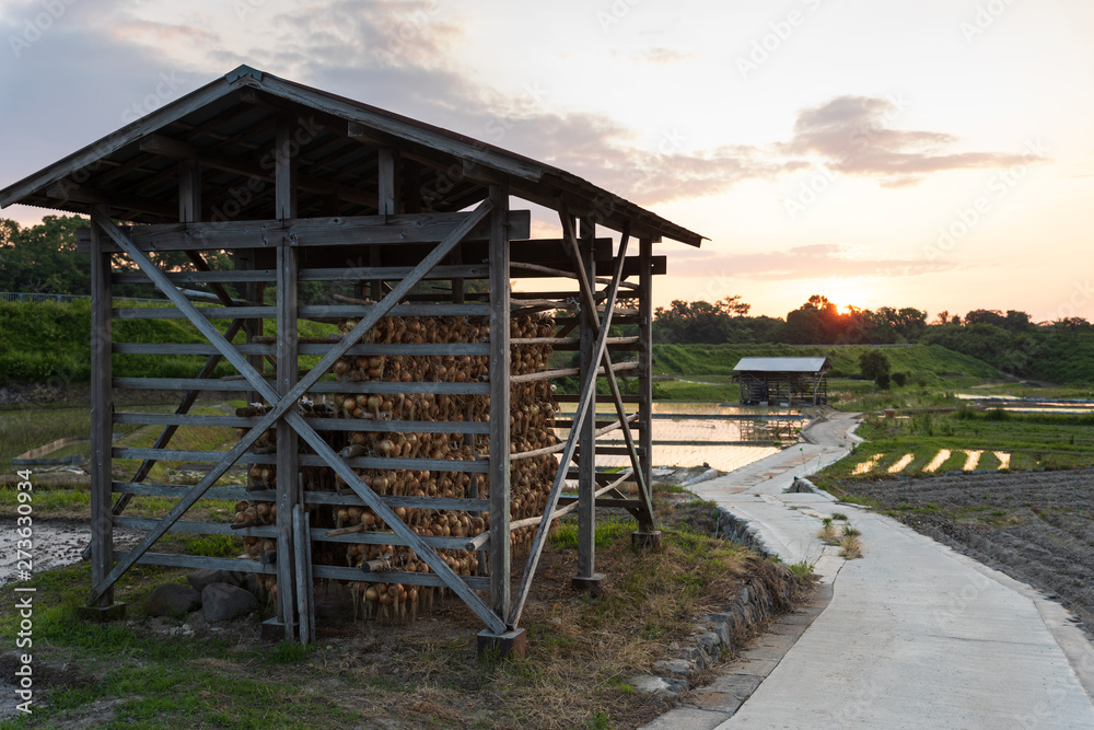 Freshly harvested onions drying on covered wooden rack next to small road through farmland at sunset Freshly harvested onions drying on covered wooden rack next to small road through farmland at sunset
