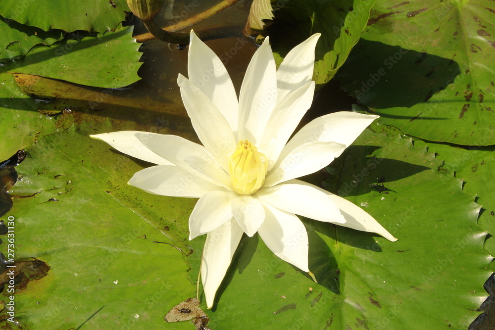 closeup on water lily (Nymphaeaceae)flower. closeup on water lily (Nymphaeaceae)flower.