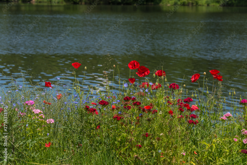 Obraz premium Beautiful colored summer flowers at the. Calm lake in nature.