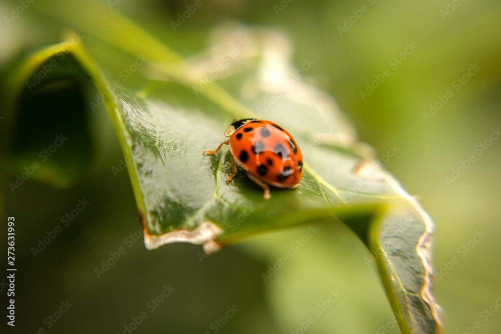 Ladybird on a holly leaf