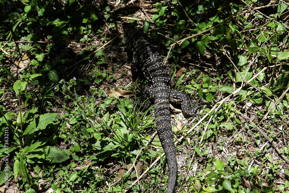 Fototapeta premium lizard on a rock
