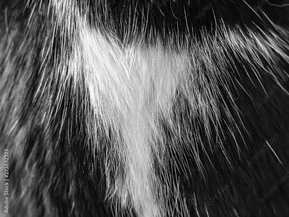 Abstract background of black and white tabby cat 's fur texture and pattern. Stock Photo Adobe