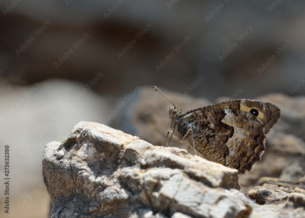 Hipparchia (Parahipparchia) cretica (Cretan Grayling), Crete StockFoto