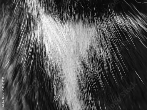 Fotografie Abstract background of black and white tabby cat 's fur texture and pattern