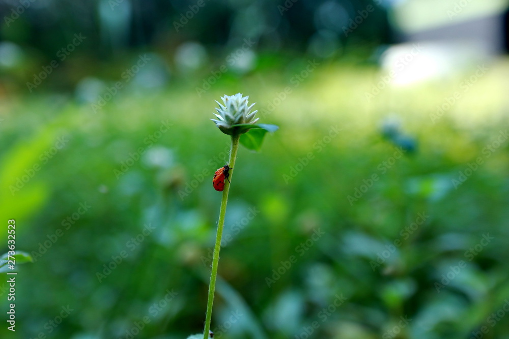 Ladybugs in the closeup of white clover flowers, in the garden of wildflowers during the day so the light is very loud Ladybugs in the closeup of white clover flowers, in the garden of wildflowers during the day so the light is very loud