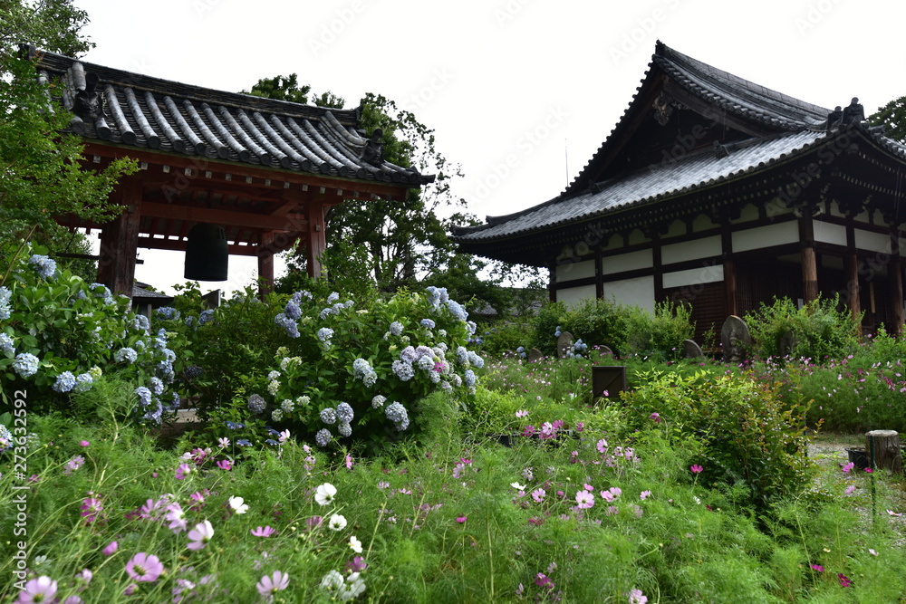 同時に咲く日本の寺のアジサイとコスモス 同時に咲く日本の寺のアジサイとコスモス