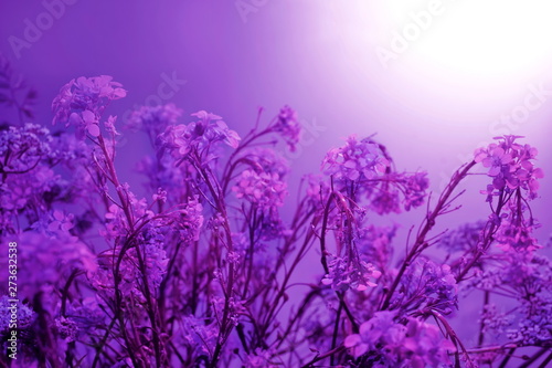 Floral background. pink purple white rustic field flowers interlacing curly little flowers sun sunset sunrise