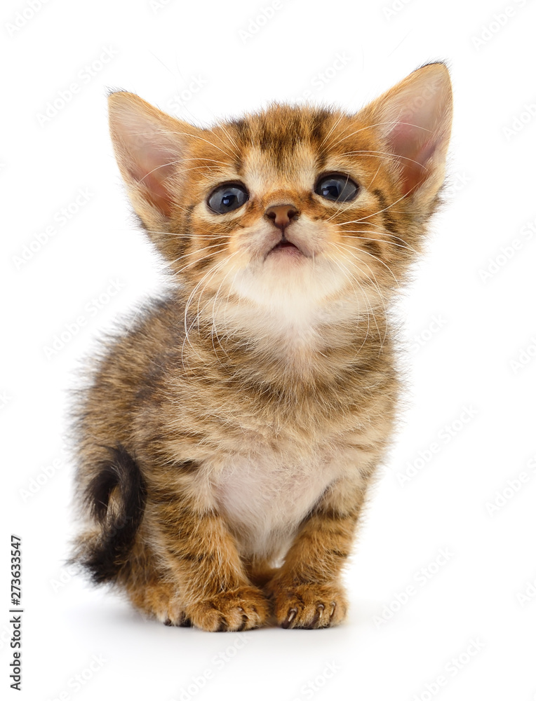 Obraz premium Small brown kitten.