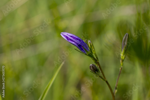 Blue flowered Campanula closeup on nature. Forest. photo