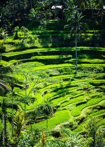 Tegalalang rice terraces beautiful rice paddies in Bali, Indonesia