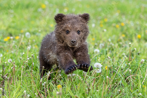 Brown bear cub playing on the summer field