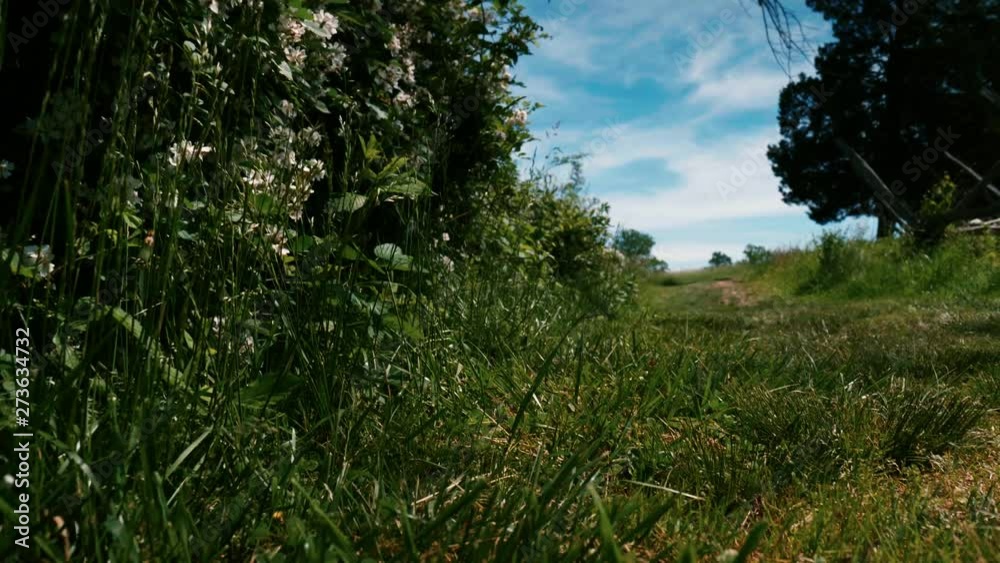 beautiful weather under a tree along a dirt path beautiful weather under a tree along a dirt path