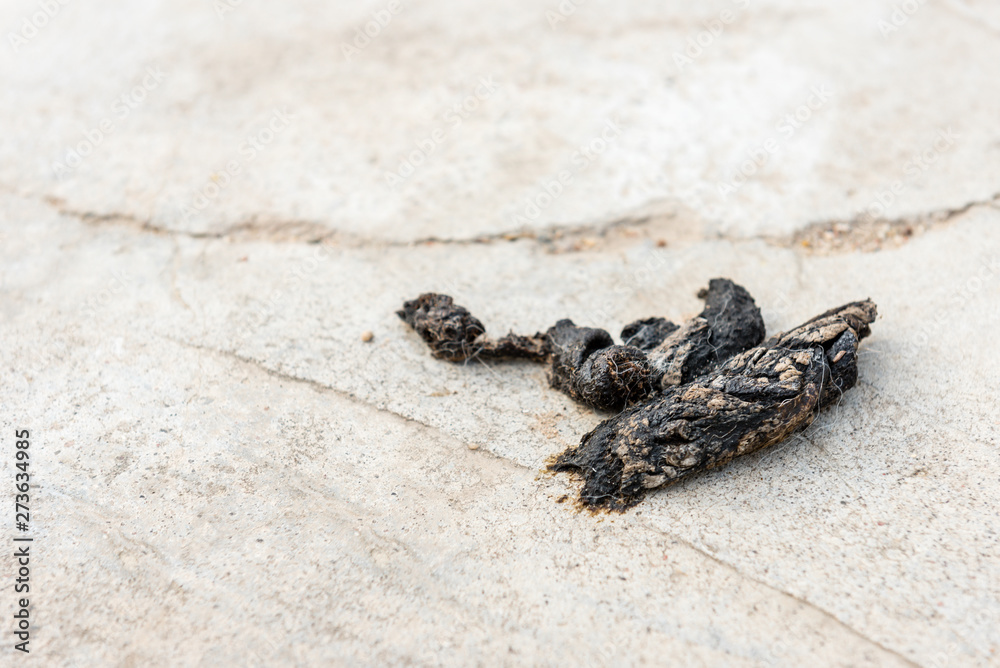 Dog poop on the street. Dog poop on the street.