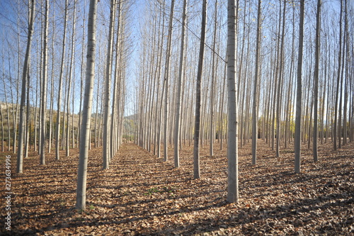 Birch forest without leaves in the autumn , Granada Andalusia