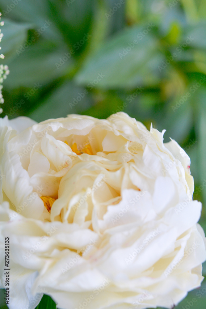 Close up beautiful blooming white peony in garden. Fluffy white peon petals